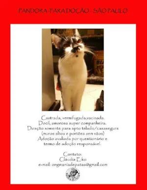 Gato raça SRD idade 3 anos nome Pandora