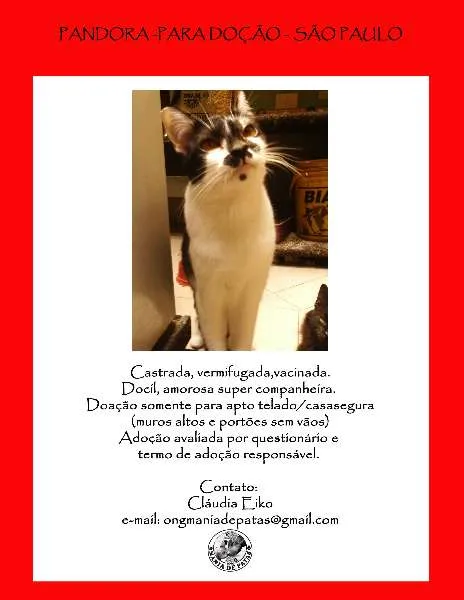 Gato ra a SRD idade 3 anos nome Pandora