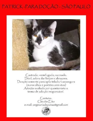 Gato raça SRD idade 2 anos nome Patrick