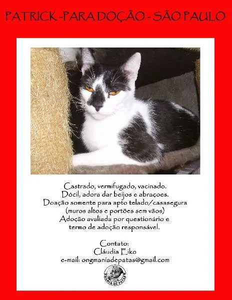 Gato ra a SRD idade 2 anos nome Patrick