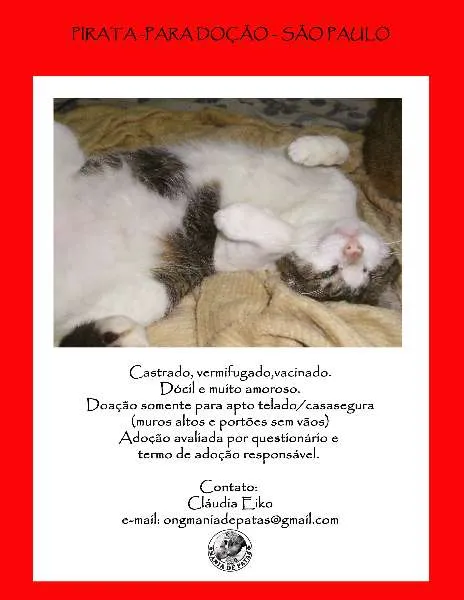 Gato ra a SRD idade 2 anos nome Pirata