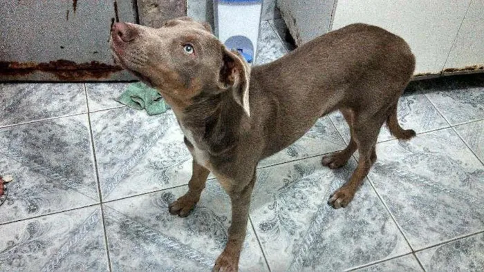 Cachorro ra a indefinida idade 7 a 11 meses nome indefinido