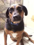Bonita