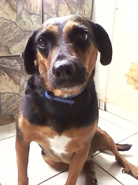 Cachorro ra a Vira Lata idade 5 anos nome Bonita