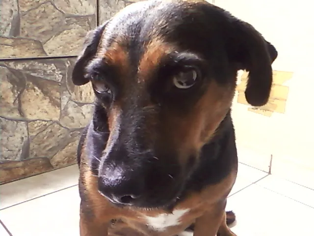 Cachorro ra a Vira Lata idade 5 anos nome Bonita