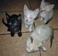 gatos