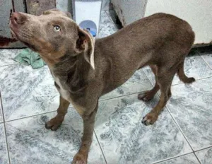 Cachorro raça indefinida idade 7 a 11 meses nome indefinido