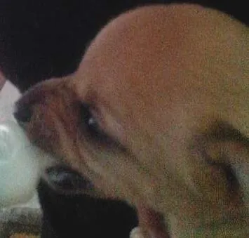 Cachorro ra a  idade Abaixo de 2 meses nome filhotes