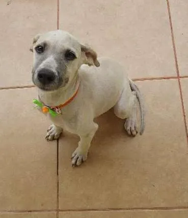 Cachorro ra a SRD idade 2 a 6 meses nome Mali