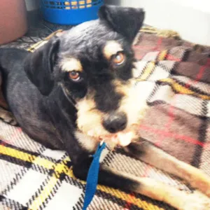 Cachorro raça SRD idade 1 ano nome Tufinho