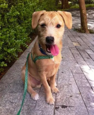 Cachorro raça SRD idade 7 a 11 meses nome Thor