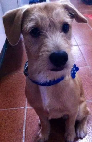 Cachorro ra a SRD idade 7 a 11 meses nome Thor