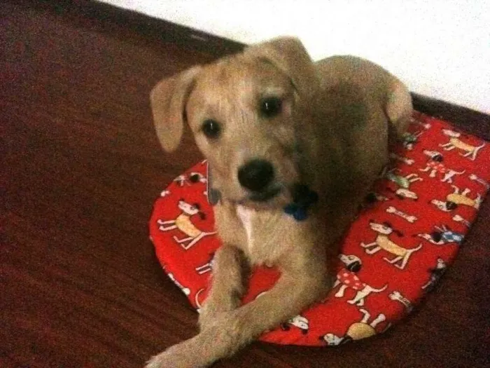 Cachorro ra a SRD idade 7 a 11 meses nome Thor