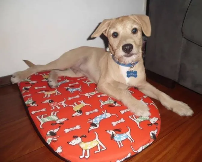 Cachorro ra a SRD idade 7 a 11 meses nome Thor