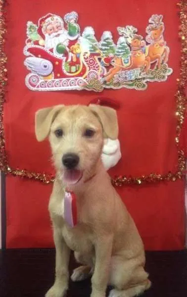 Cachorro ra a SRD idade 7 a 11 meses nome Thor