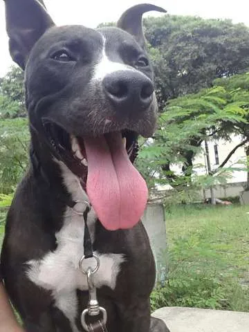 Cachorro ra a Pitbull idade 1 ano nome Loki
