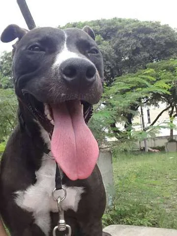 Cachorro ra a Pitbull idade 1 ano nome Loki