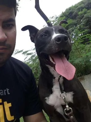 Cachorro ra a Pitbull idade 1 ano nome Loki