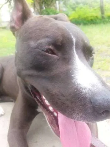 Cachorro ra a Pitbull idade 1 ano nome Loki