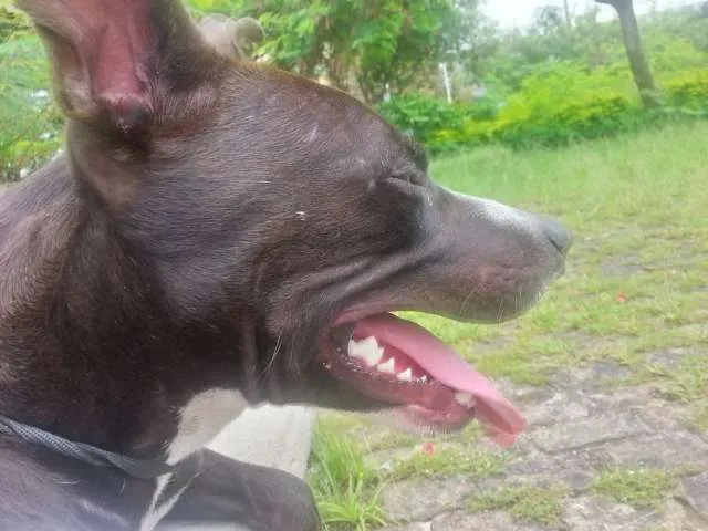 Cachorro ra a Pitbull idade 1 ano nome Loki