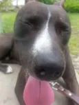 Loki