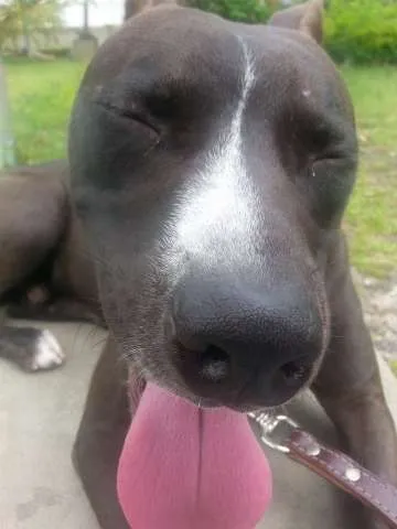 Cachorro ra a Pitbull idade 1 ano nome Loki