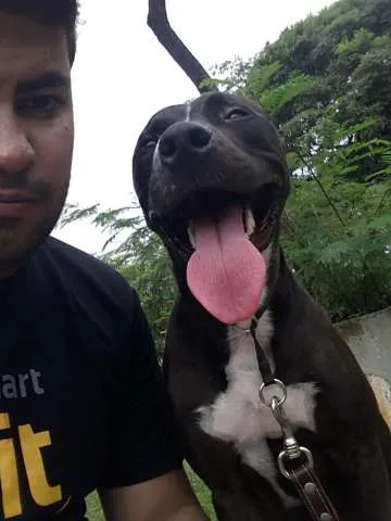 Cachorro ra a Pitbull idade 1 ano nome Loki