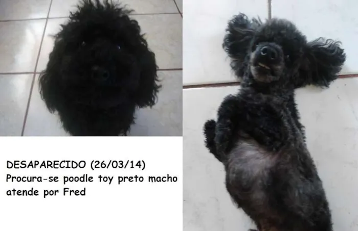 Cachorro ra a Poodle idade 6 ou mais anos nome Fred