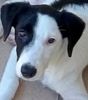 Cachorro raça SRD idade 2 a 6 meses nome LOLITA