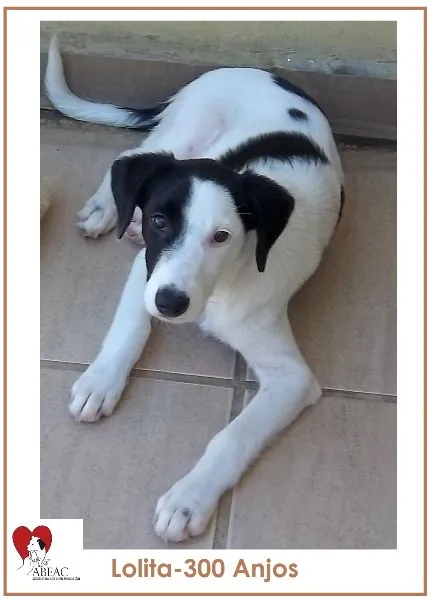 Cachorro ra a SRD idade 2 a 6 meses nome LOLITA