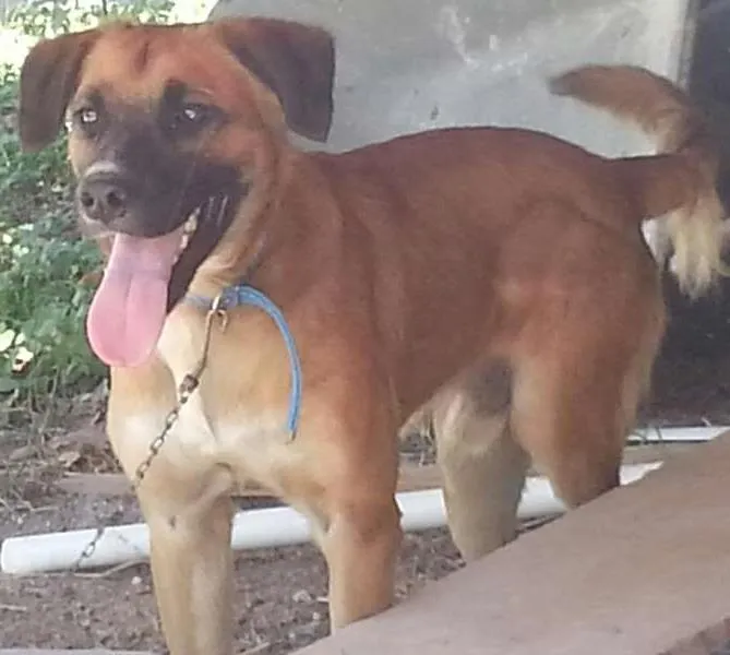 Cachorro ra a SRD idade 2 anos nome Joe