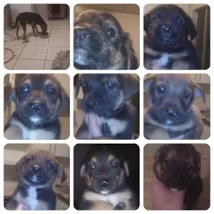 Cachorro raça vira lata idade 7 a 11 meses nome Pequena