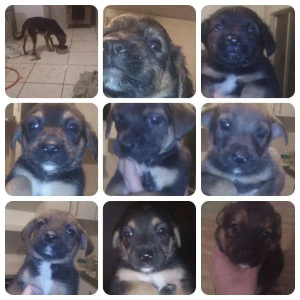 Cachorro ra a vira lata idade 7 a 11 meses nome Pequena