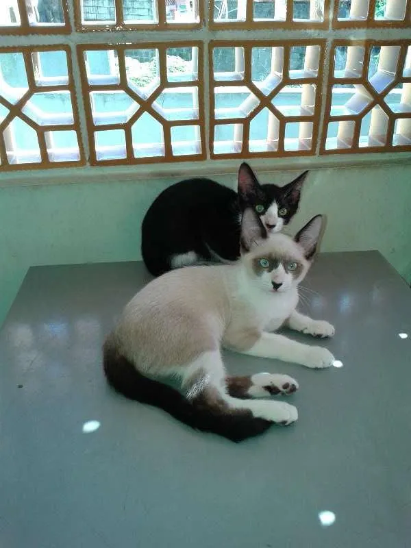 Gato ra a DV idade  nome Frajola e Sialata