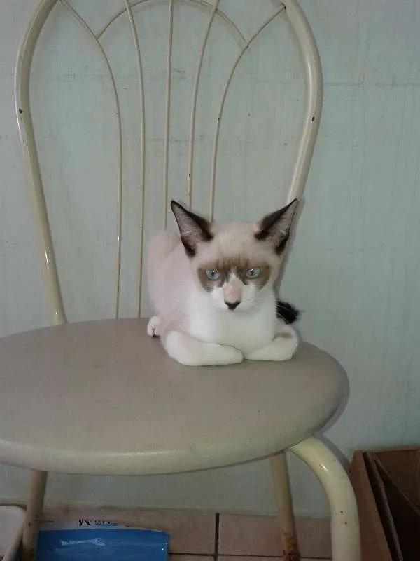 Gato ra a DV idade  nome Frajola e Sialata