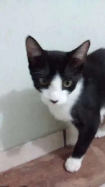 Gato ra a DV idade  nome Frajola e Sialata