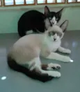 Frajola e Sialata