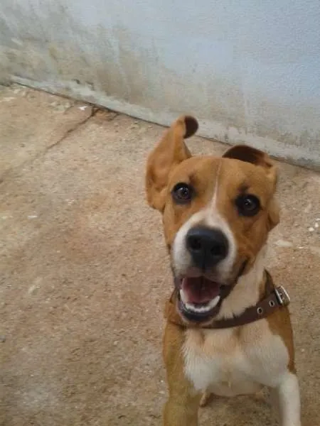 Cachorro ra a Beagle idade 1 ano nome Lucky