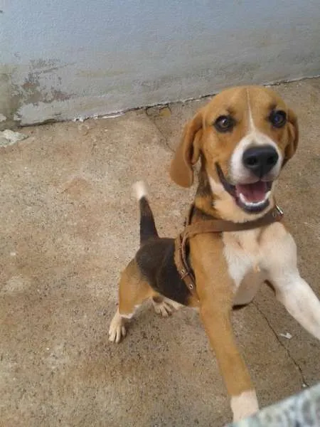 Cachorro ra a Beagle idade 1 ano nome Lucky