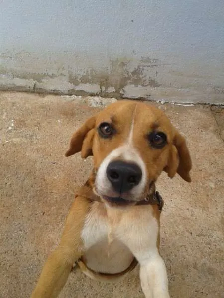 Cachorro ra a Beagle idade 1 ano nome Lucky