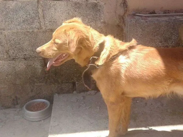 Cachorro ra a Vira Lata idade 1 ano nome Marley