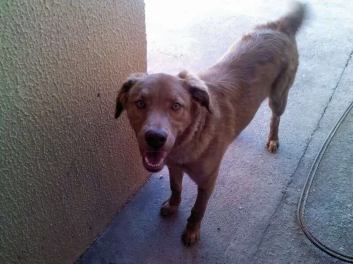 Cachorro ra a Vira Lata idade 1 ano nome Marley