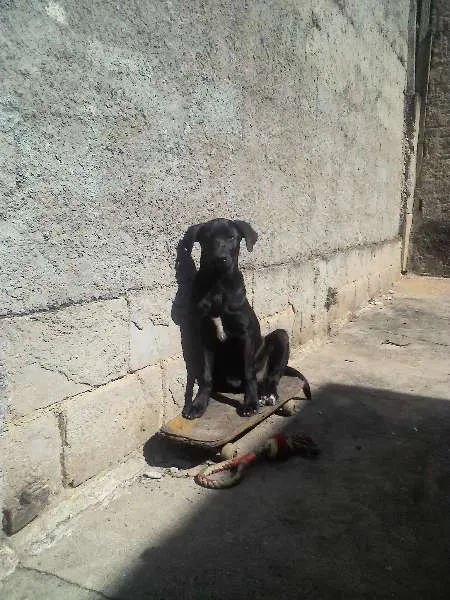 Cachorro raça SRD idade 1 ano nome generico