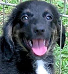 Cachorro ra a SRD idade 2 a 6 meses nome EROS