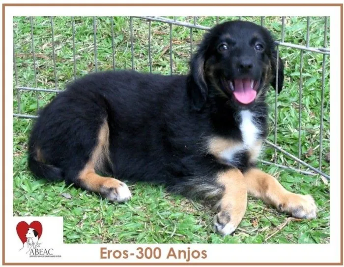 Cachorro ra a SRD idade 2 a 6 meses nome EROS