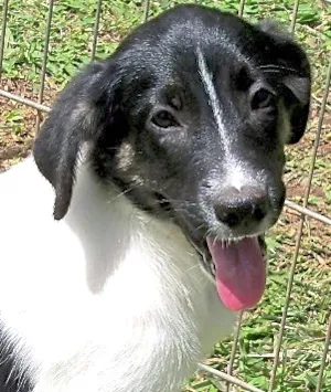 Cachorro raça SRD idade 2 a 6 meses nome ALFA
