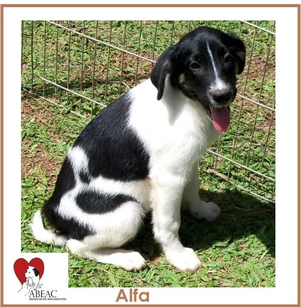 Cachorro ra a SRD idade 2 a 6 meses nome ALFA