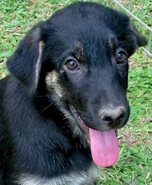 Cachorro raça SRD idade 2 a 6 meses nome ATHENAS