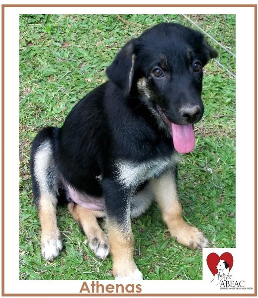 Cachorro ra a SRD idade 2 a 6 meses nome ATHENAS