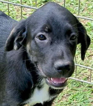 Cachorro raça SRD idade 2 a 6 meses nome HEIDI